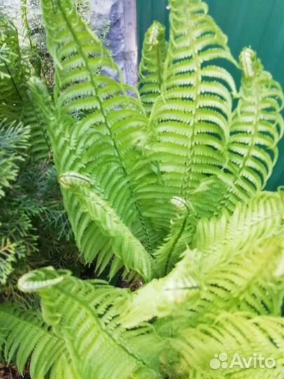 Папортник Страусиное перо тибетская малина