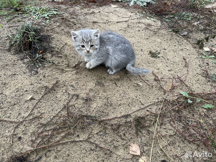 Котята ищут дом