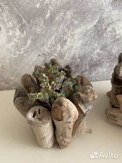 Суккуленты в деревянном кашпо