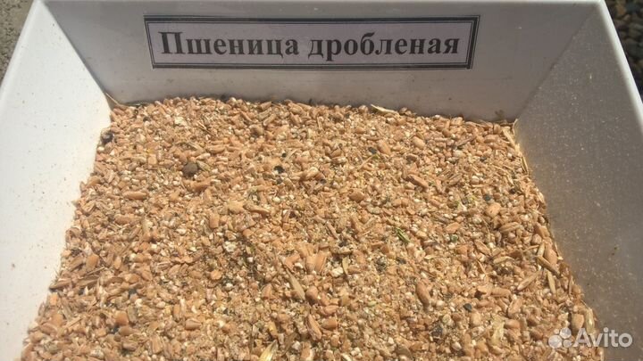 Пшеница дроблёная