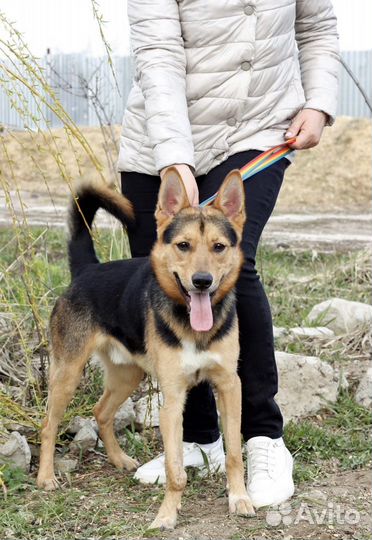 Собака в добрые руки