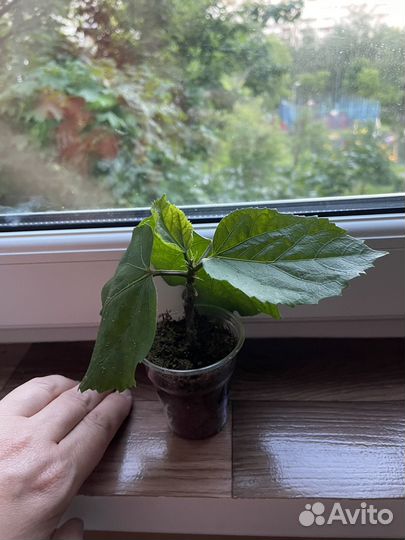 Сортовые гибискусы