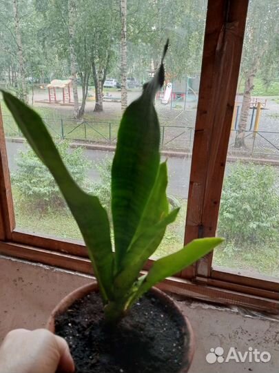 Сансевиерия