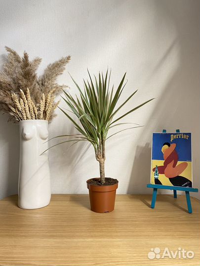 Пальма драцена биколор