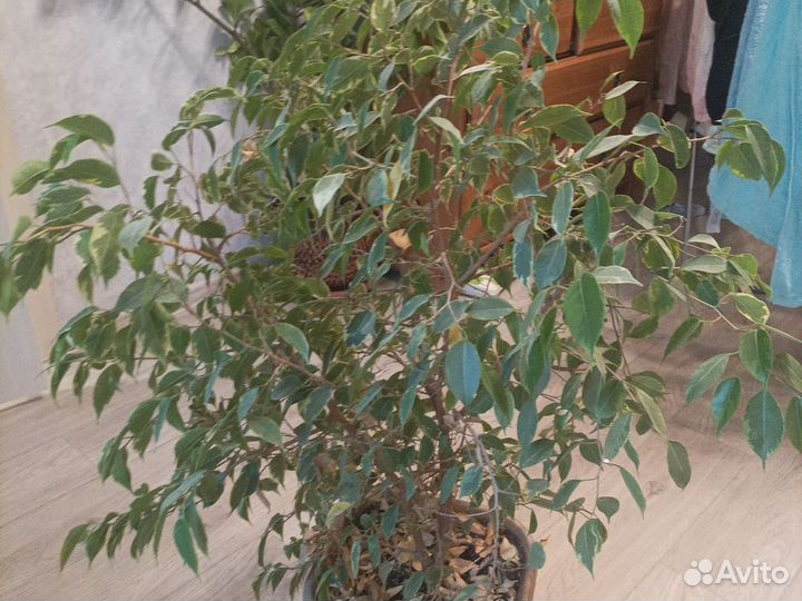 Фикус бенджамина
