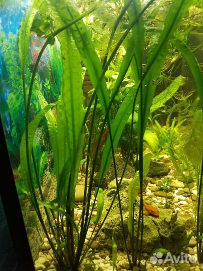 Растения аквариумные. Замок. Рыбки