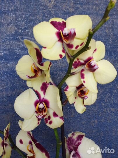 Орхидея фаленопсис сортовая отцвели