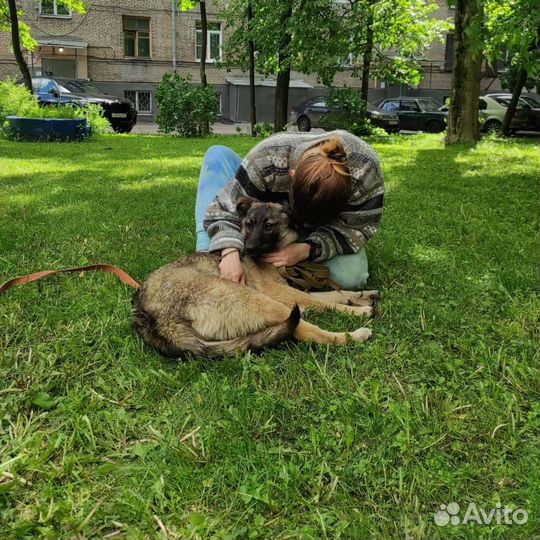 Выгул, зооняня, догситтер