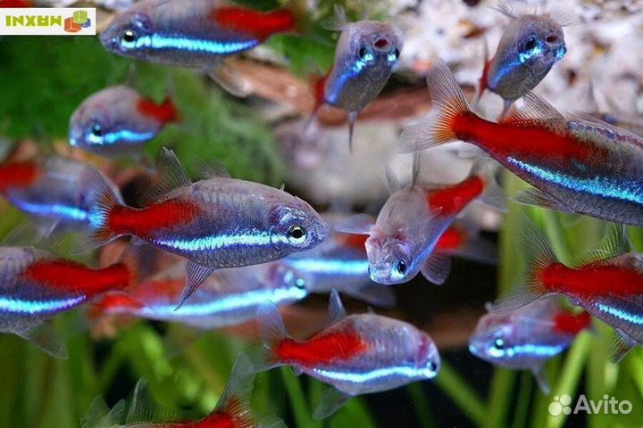 Мой аквариум