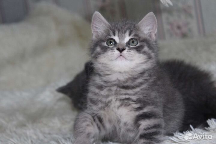 Шотландская девочка