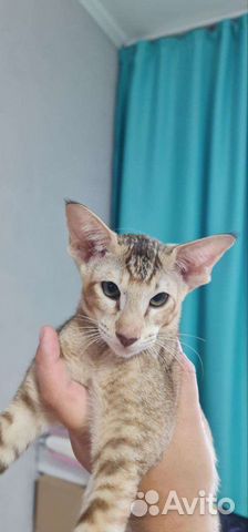 Ориентальные котята тикированный табби-пойнт объявление продам