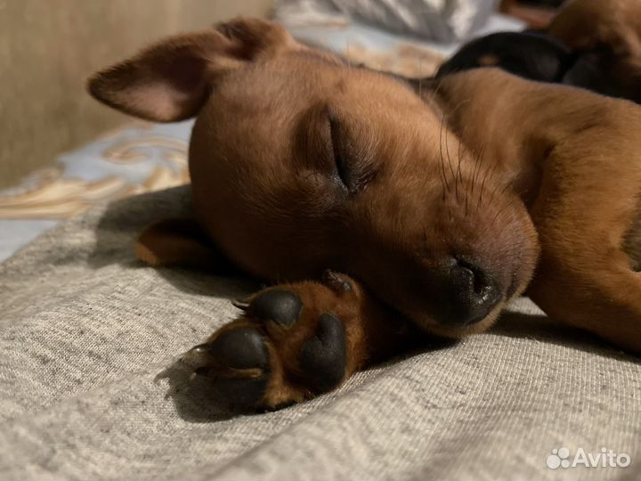 Щенки цвергпинчера