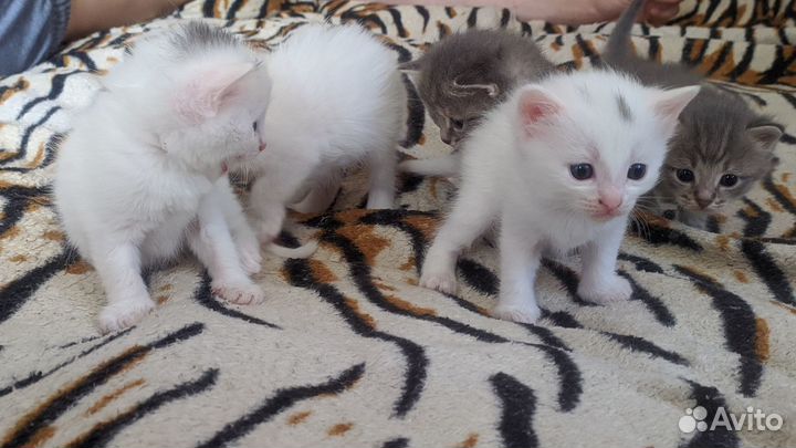 Отдам котят в добрые руки