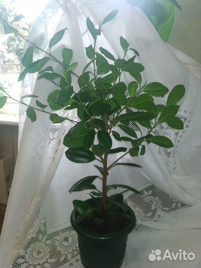 Фикус микрокарпа мокламе (Ficus Moclame)