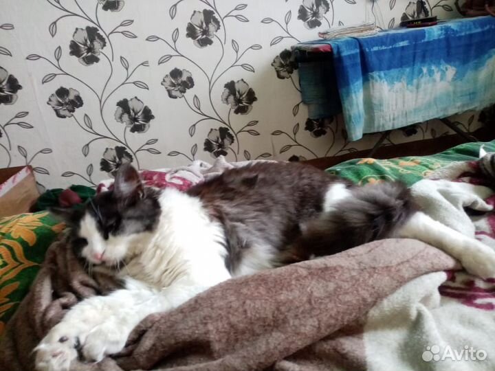 Отдам бесплатно кота
