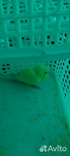 Найден желтый попугай