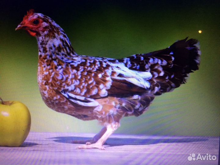 Домашние Куры (Квочка)