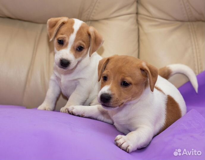 Джек Рассел терьер