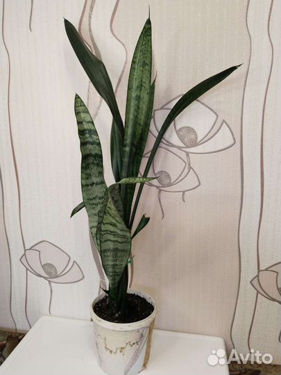 Сансевиерия