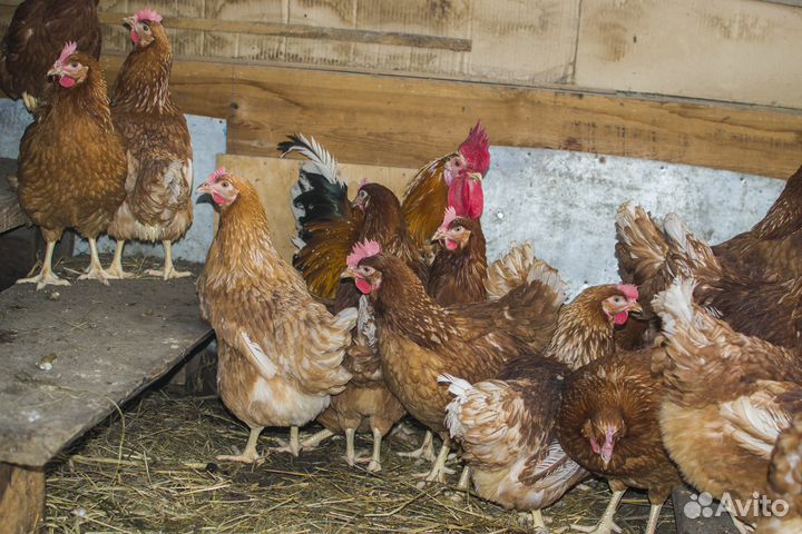 Куры молодки
