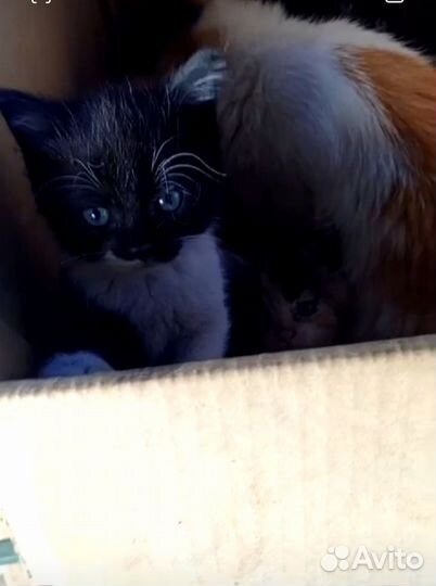 Отдам котят бесплатно