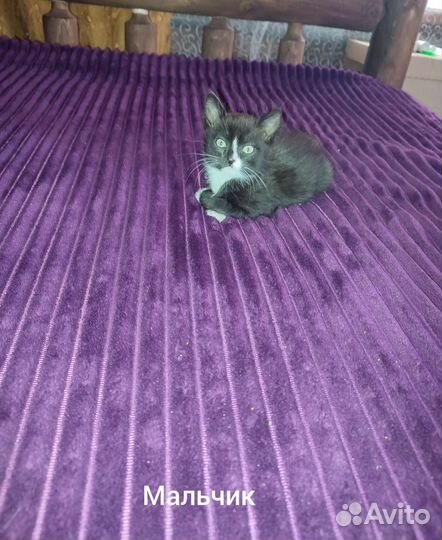 Отдам котенка в добрые руки