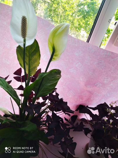 Комнатные цветы