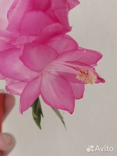 Декабрист шлюмбергера