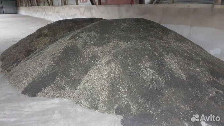 Семена рапса