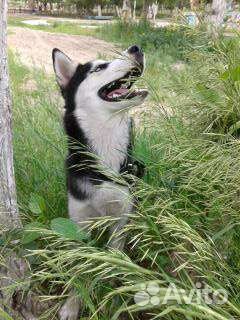 Хаски вязка