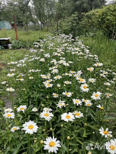 Ромашка. Рассада. Деленки