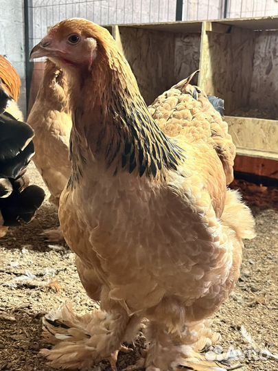 Инкубационное яйцо брама палевая