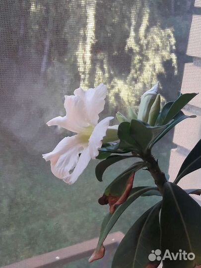 Адениум черенки