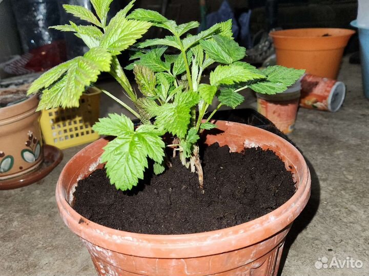 Рассада малина