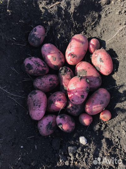 Агроконсалтинг