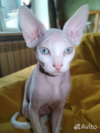 Канадский сфинкс