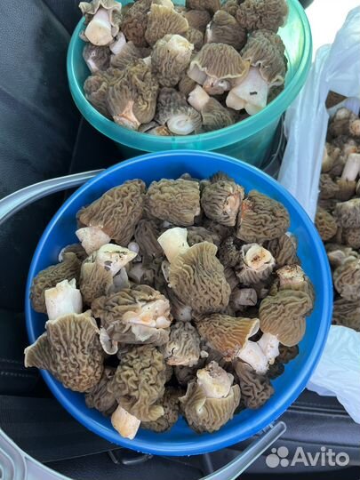 Грибы свежие сморчки