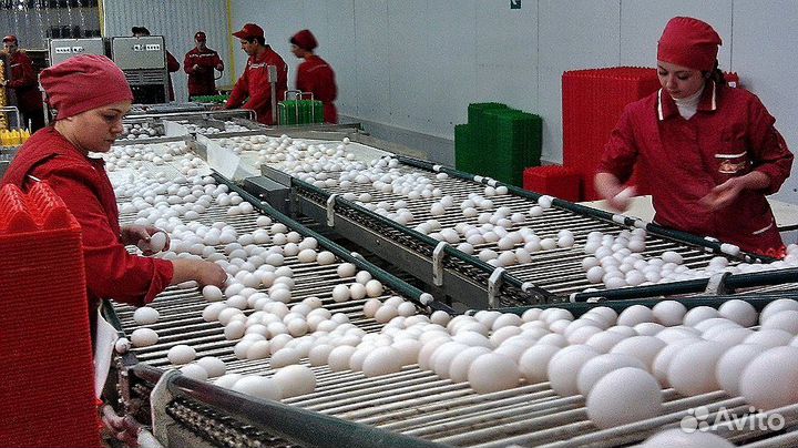 Разнорабочий на птицефабрику