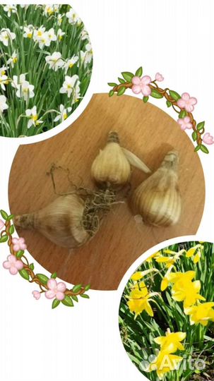 Луковицы тюльпанов