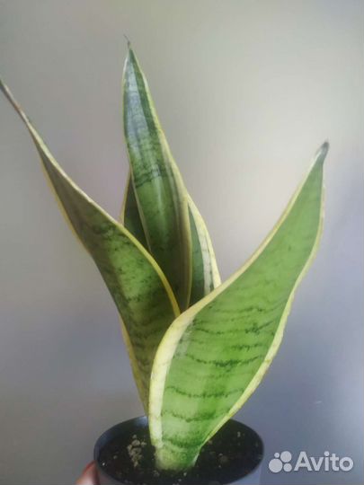 Сансевиерия Сноу Вайт
