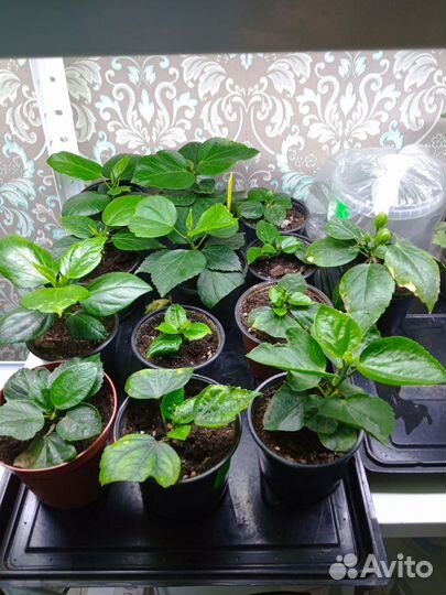 Сортовые гибискусы, кактус, монстера, шефлера