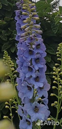 Дельфиниум