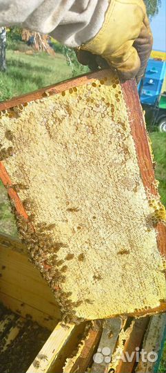 Пчелосемьи на вытряску