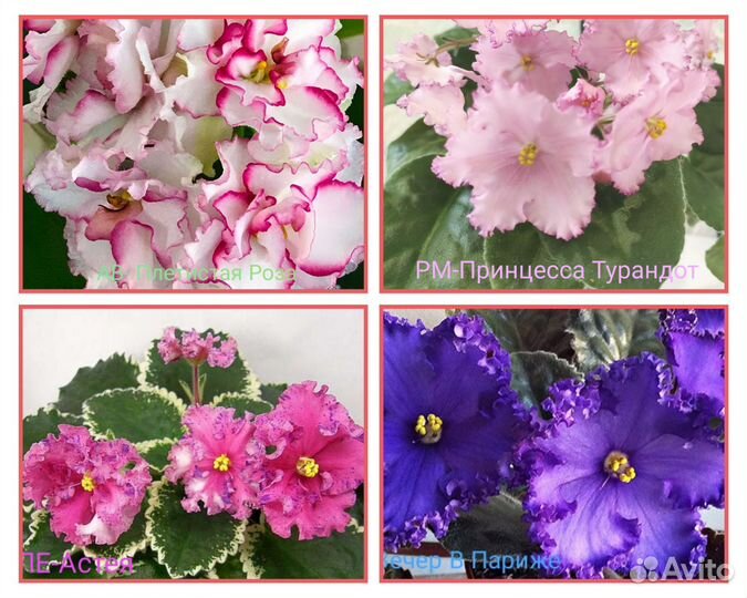 Сортовые фиалки черенки