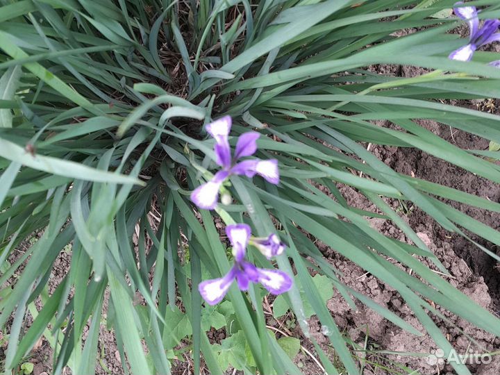 Ирис злаковидный