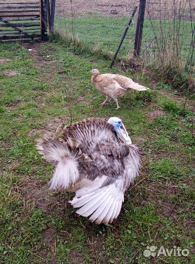 Инкубационное яйцо