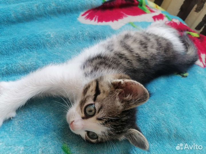 Котенок в дар