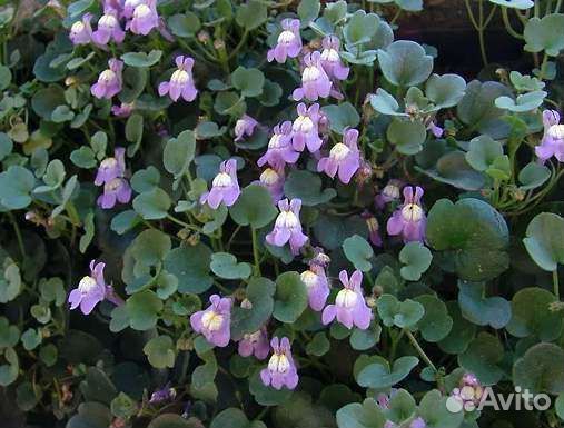 Многолетники садовые