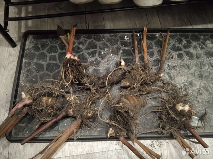 Клубни канны