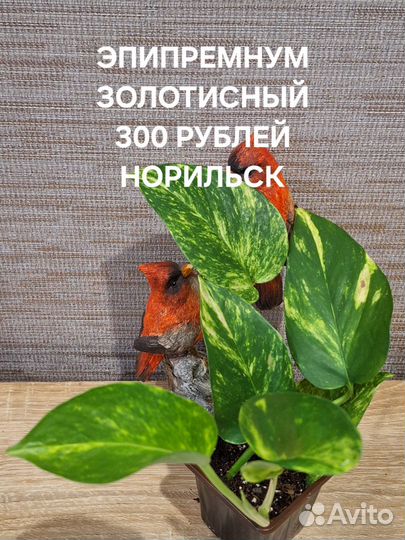 Сциндапсус, эпипремнум, сингониум